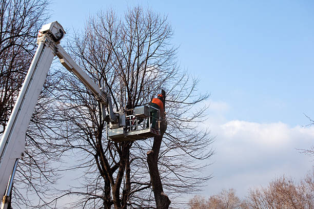 How Our Tree Care Process Works  in  Brookfield, IL